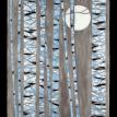 Winter Birch