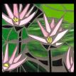 Pink Lilies, detail